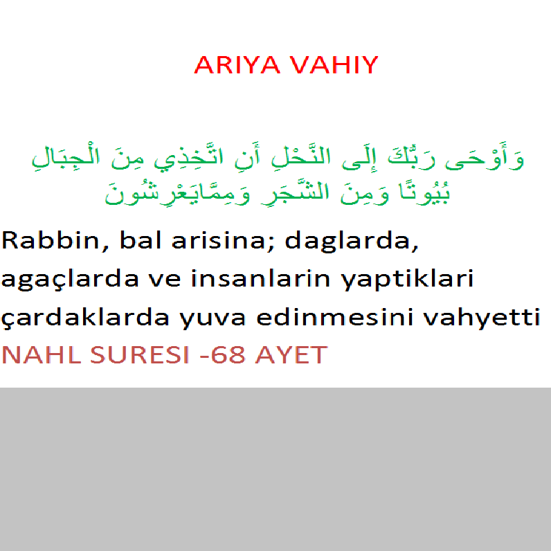 ARIYA VAHİY